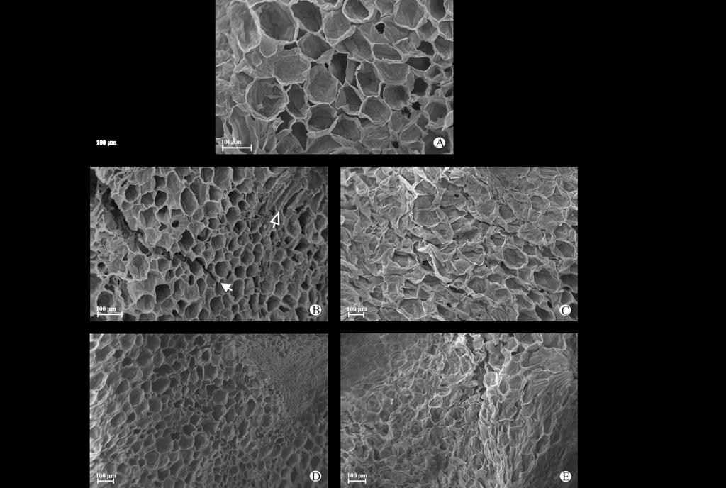 4 Efeito de ondas ultrassônicas e de pulso de vácuo nos parâmetros de qualidade de peras osmoticamente desidratadas Figura 1 - Micrografias da pera in natura (a) desidratada osmoticamente com 1 min