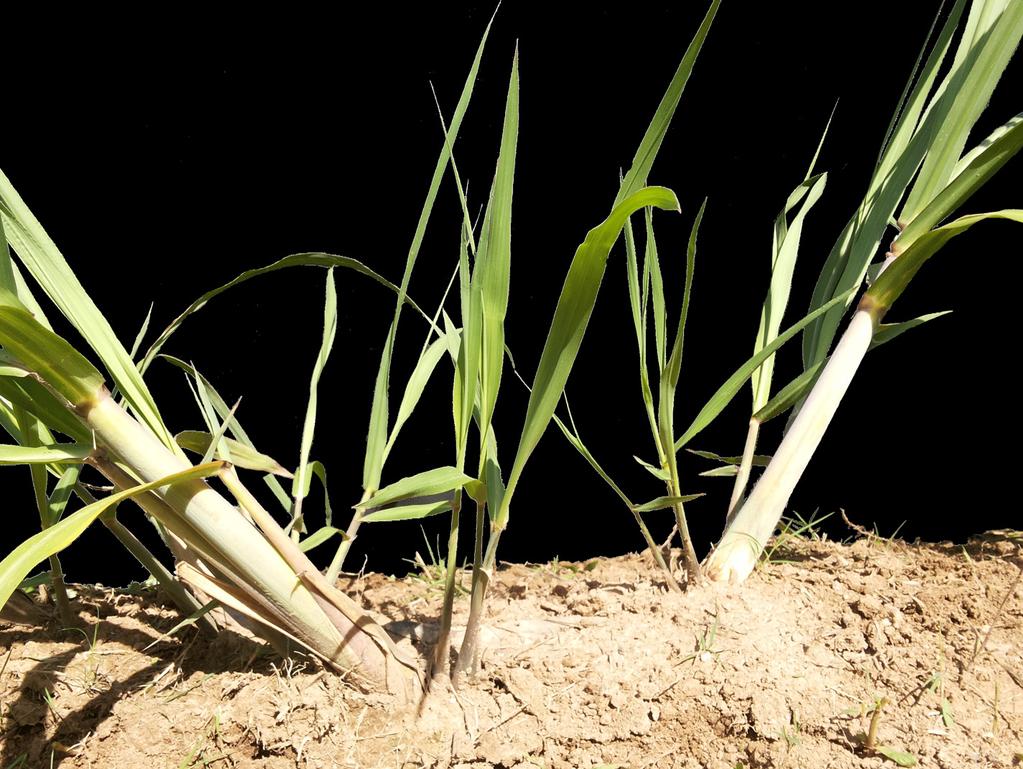 Figura 36. Perfilhamento da cana-de-açúcar a partir de gemas subterrâneas dos colmos principais. Thomas, 2015. tindo com os colmos principais e demais perfilhos pelos fatores do ambiente.