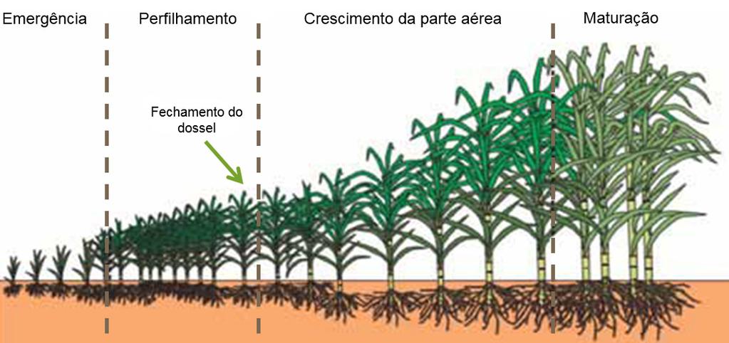 tolete e emergência das brotações, com posterior perfilhamento, crescimento da parte aérea, florescimento e maturação dos colmos (Figura 32).