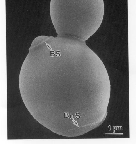 Pressão hidrostática Temperatura Bactéria