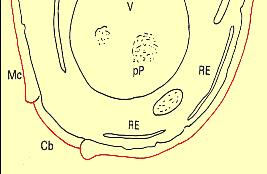 Enzimas extracelulares: invertase, fosfatase, amilopectidases, glucoamilase,