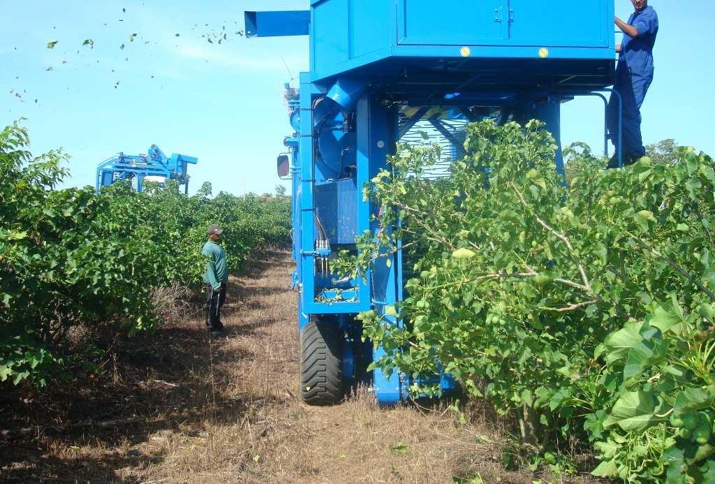 Jatropha Planting System