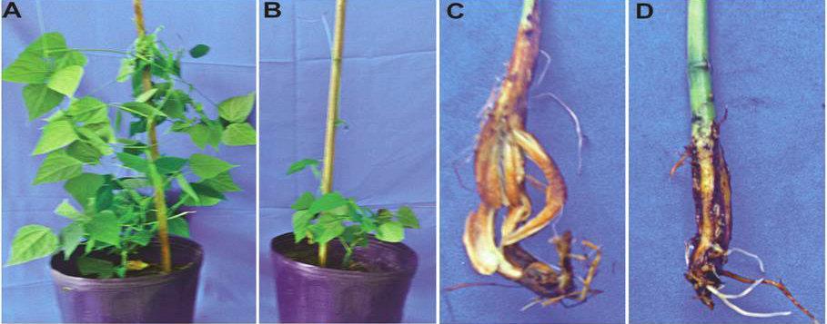 Resultados Plantas sintomáticas: 42 das plantas de feijão-fava inoculadas pelo método de ferimento de