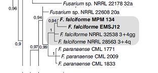 Resultados Árvore filogenética baseada na sequência nucleotídica dos genes TEF e RPB2 de isolados de Fusarium falciforme de feijão-fava (Phaseolus lunatus L.).