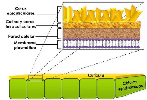 ALTERAÇÕES DA PAREDE CELULAR VEGETAL Cutinização: deposição de cutina