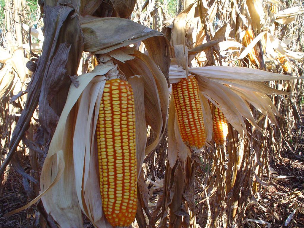 Densidade de plantas e espaçamento entre linhas para o híbrido de milho BRS 1015. 3 Foto: Paulo Kurtz Figura 5. Híbrido simples BRS 1015: resistência ao acamamento e ao quebramento de plantas.