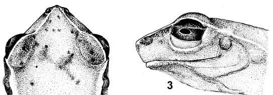 ESPÉCIE NOVA DE HYLA LAURENTI, 1768 DO ESTADO DO RIO DE JANEIRO, BRASIL... 3 Hyla pseudomeridiana sp.nov., holótipo (MNRJ 25502): fig.2- vista dorsal da cabeça; fig.3- vista lateral da cabeça; fig.