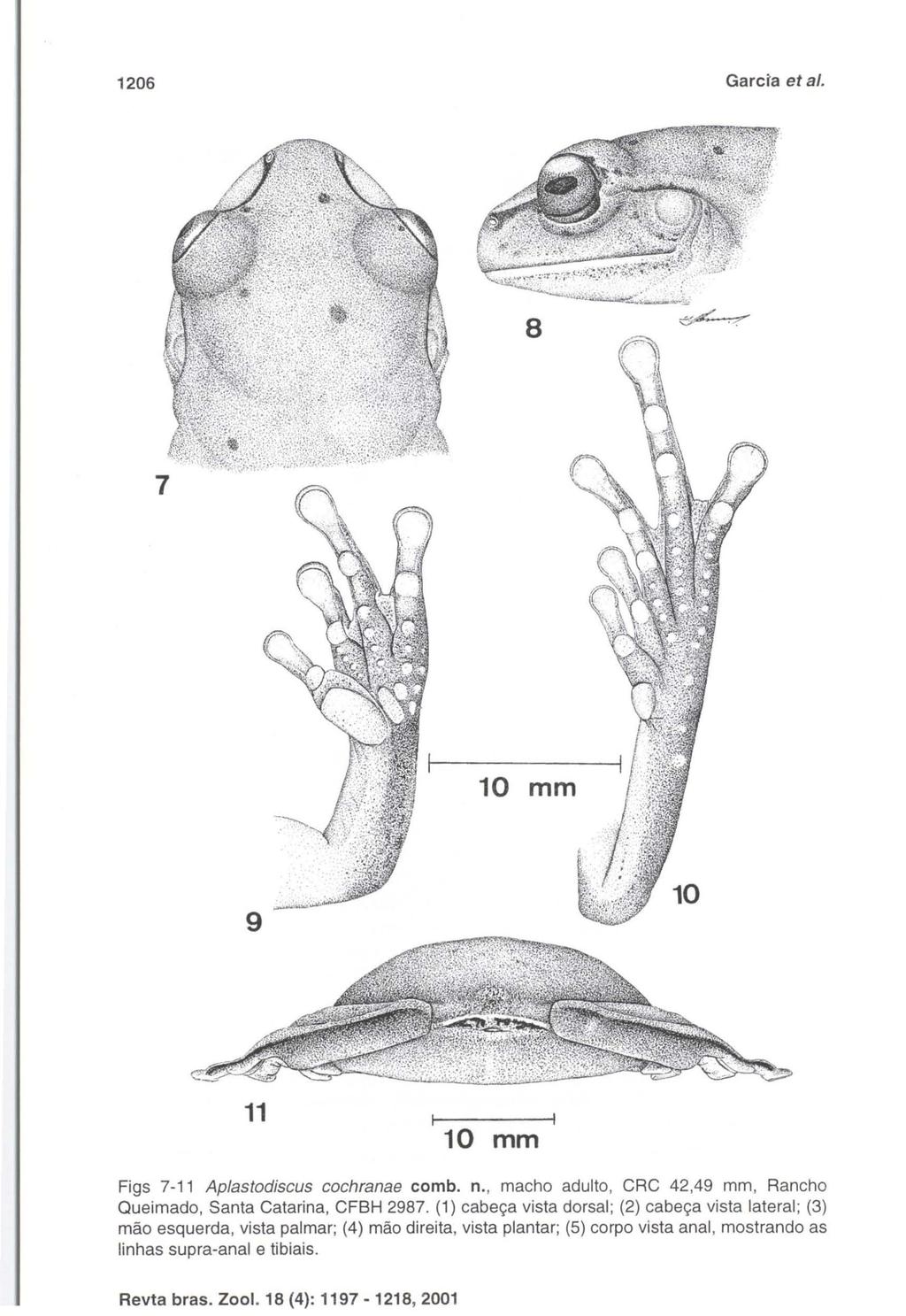 Revta bras. Zool. 18 (4): 1197-1218, 2001 1206 Garcia et ai. 7 10 mm 9 11 10 mm Figs 7-11 Aplastodiscus cochranae comb. n.