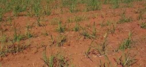 Nativo Proteção do tolete contra o complexo de fungos de solo Protege por completo os toletes no sulco e em todas as épocas