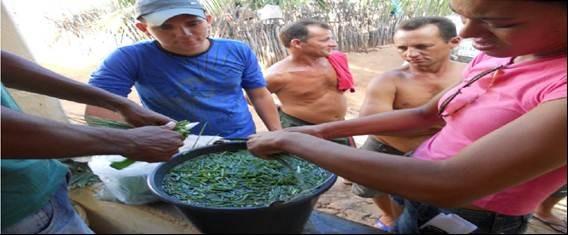 própria residência dos agricultores. Foi utilizada a seguinte receita para o preparo da calda de cebolinha verde: Ingredientes: 1 kg de cebolinha verde para 10 litros de água.