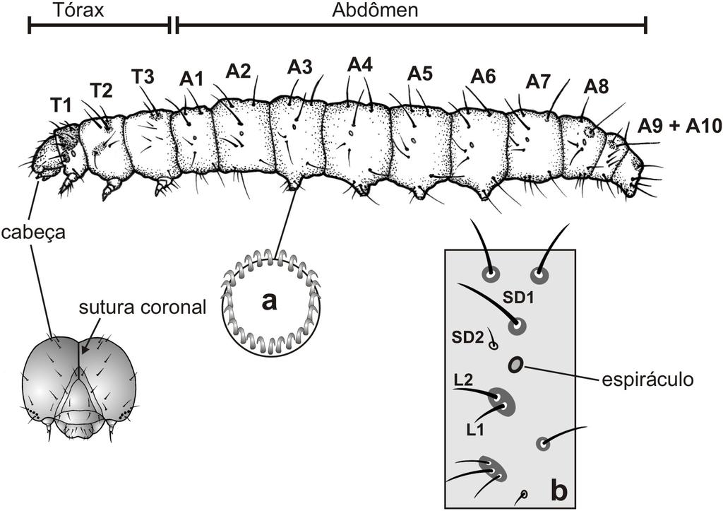 1. Larvas vivendo na camada superficial da massa de grãos; cabeça com sutura coronal presente (Fig.