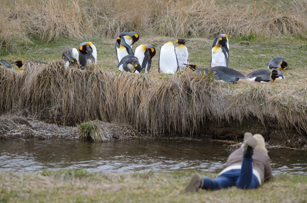 Rota Round Trip Gaúchos, pinguins e Glaciares Punta Arenas - Punta Arenas 6