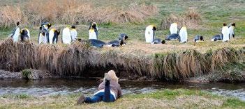 Dia 7: Ilha Magdalena - Punta Arenas No início da manhã, se as condições meteorológicas permitirem, desembarcaremos na Ilha Magdalena, no Estreito de Magalhães, lugar de detenção obrigatória para o