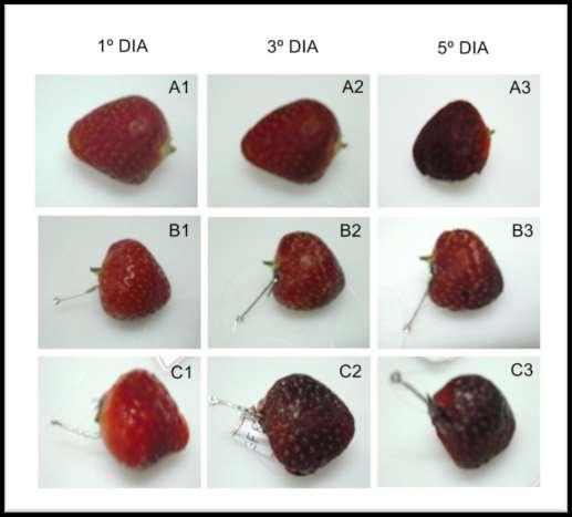 maior qualidade na vida pós-colheita do fruto. Terrazzan et al.