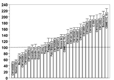 Genótipos de trigo 28