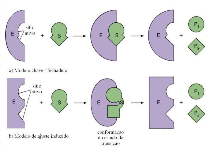 h),5,78,5,5,,66,5,9 4,,5 7,5,57 Deterinar os alores das constantes cinéticas da reação aplicando O étodo de Lineweaer-Bur e de Hanes.