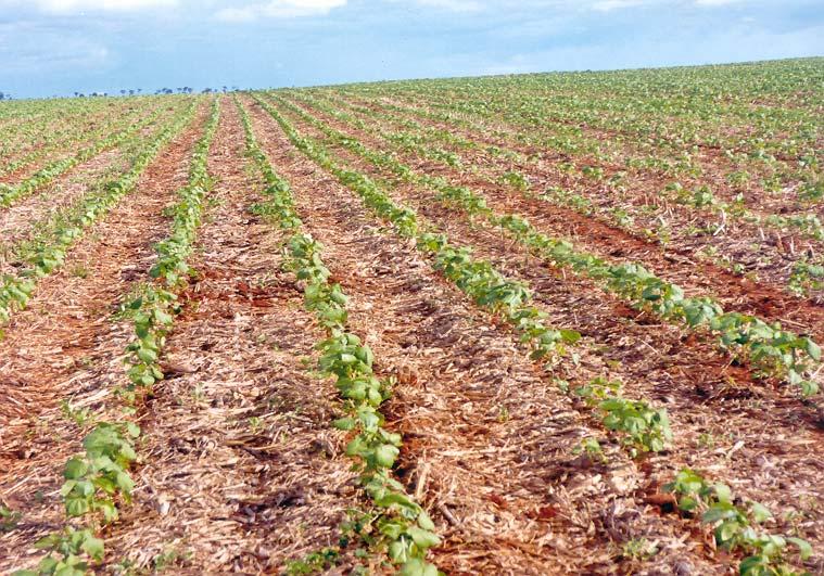 Controle Cultural de Doenças do Algodoeiro Alderi Emídio de