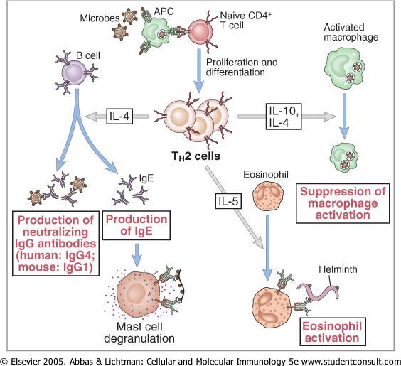 Fase Efetora: T CD4 Th1 IFNγ +