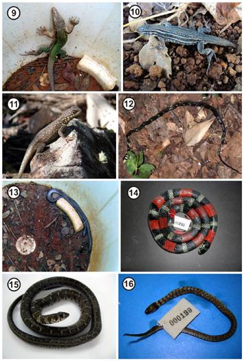 18 Pro Homine - Ciências Humanas Figura 5. Espécies registradas na Reserva Biológica Unilavras Boqueirão, no município de Ingaí, Estado de Minas Gerais, Brasil.