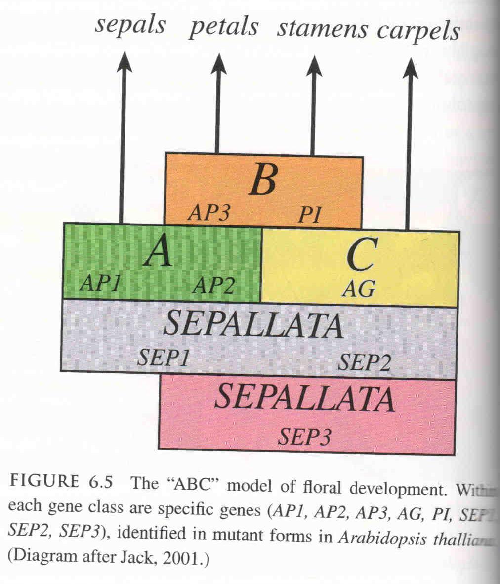 Evodevótica Modelo ABC