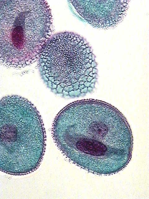 Microgametófito