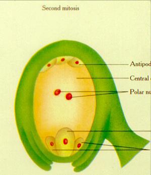 Dupla-fecundação Endosperma 3n (raramente 2n) Polinização e fecundação