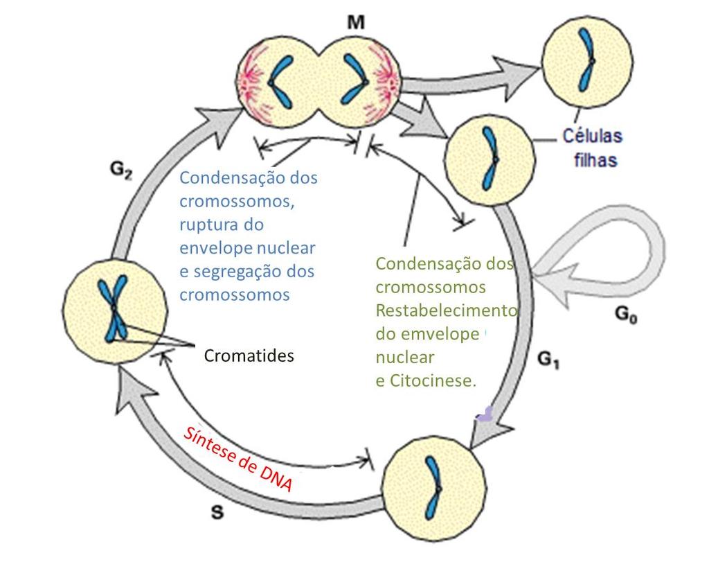 420 3.2.1 Ciclo mitótico Os maiores processos comuns a todos os ciclos celulares são as fases S (síntese), quando se replicam os cromossomos e a fase M (mitose ou citocinese), quando os cromossomos