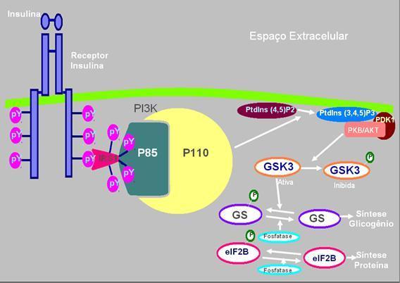 426 (GS) e o fator iniciador eucariótico 2B (eif2b). Isso contribui para estimular a síntese de proteínas e glicogênio induzidos por insulina (Figura 4) (FRAME e COHEN, 2001 a,b). Figura 4.