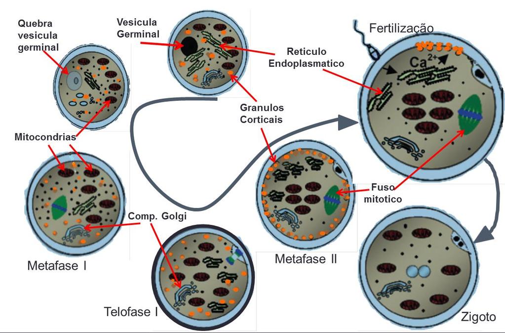 431 Figura 5. Progressão da maturação nuclear e movimentação das organelas citoplasmáticas desde o estádio de vesícula germinativa, até a metáfase II e a formação do zigoto.