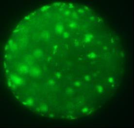 Em seguida os oócitos foram mantidos em 10µg/mL de conjugado de isotiocianato de fluoresceína Lens culinaris (FITC-LCA) (Calbiochem), em SB, por 15 minutos e lavados em SB (5 min cada lavagem) e