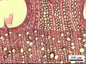 As camadas de crescimento são distintas e no final é frequente ocorrer achatamento das paredes celulares (Figura 4a). Figura 3 - Estrutura geral do lenho de Q.