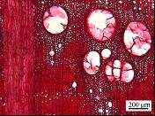 a) Arranjo dos poros na camada de crescimento; b) raios unisseriados (U) e multisseriados (M); c) fibras libriformes, parênquima axial e raios homocelulares Figura 4 -