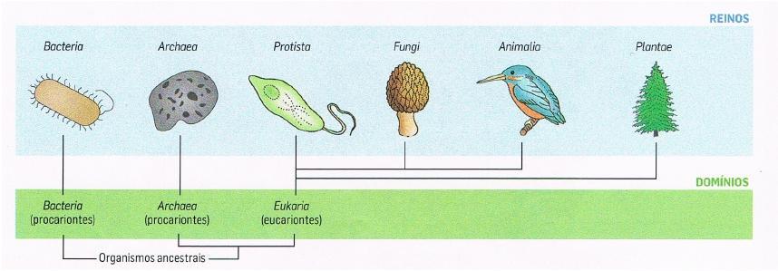 Dado a imensa biodiversidade, os cientistas sempre agruparam os seres vivos utilizando critérios muito diversos (semelhanças e diferenças).