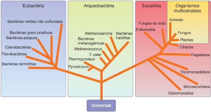 O sistema de classificação mais actual, agrupa os seres vivos em três domínios: Bacteria, Archaea e Eukaria, subdivididos em