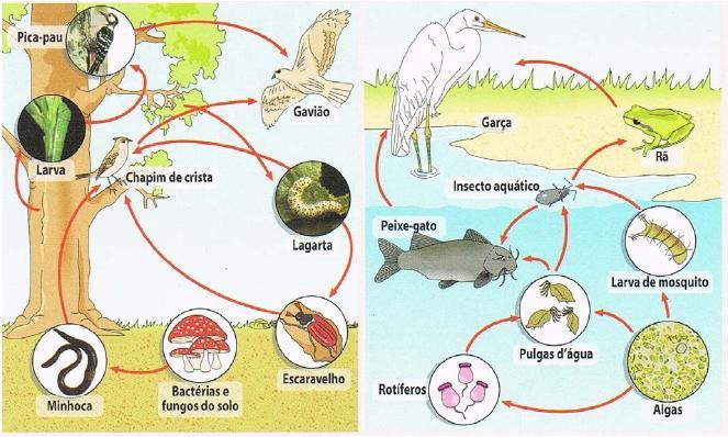 Num ecossistema as diferentes cadeias alimentares constituem uma rede complexa de interligações.