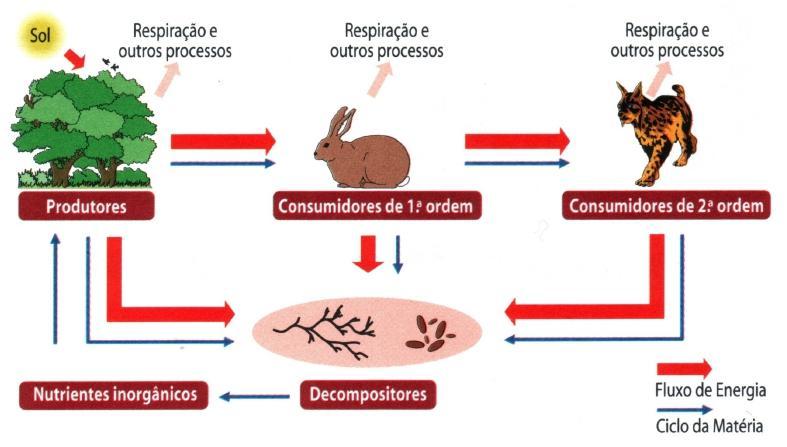 O fluxo de matéria é cíclico.