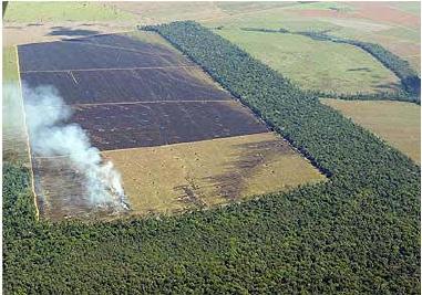 A degradação e destruição de habitats é uma das razões para a