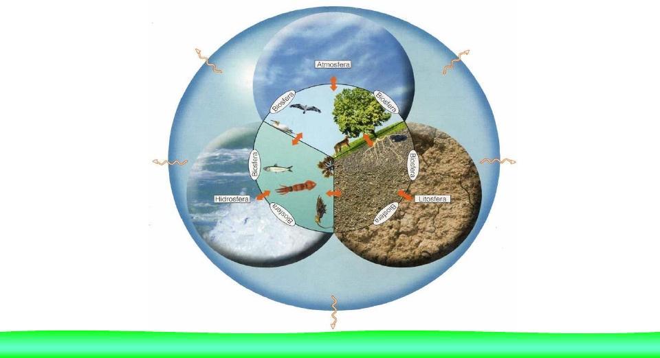 Os seres vivos e os factores que integram o meio físico-químico, encontram-se ligados numa