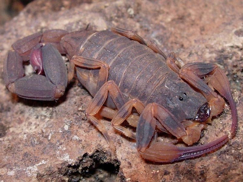 Tityus bahiensis (SP) Escorpião