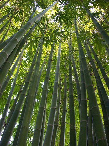 Latiflorus (Dendrocalamus latiflorus) é o melhor dos grandes bambus crescendo a cerca de 15mtrs de altura com enormes folhas tropicais. É uma visão absolutamente incrível quando totalmente cultivada.