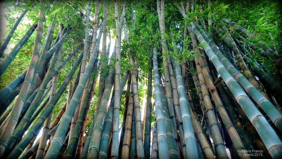 Comumente Dendrocalamus giganteus denominado bambu gigante ou bambu balde.