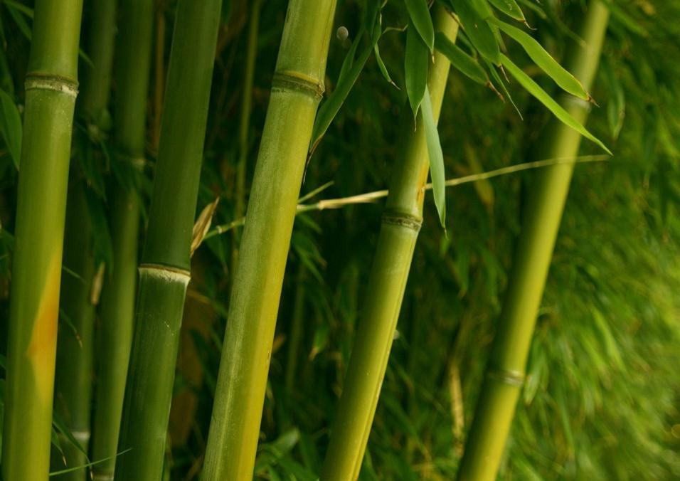BAMBU E SUAS POSSIBILIDADES Phyllostachys aurea (bambu cana da índia) O Phyllostachys aurea é um bambu alastrante de origem na Ásia, sendo muito usado na fabricação de móveis e no paisagismo em