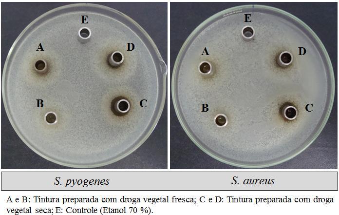 As médias dos diâmetros dos halos de inibição das amostras variaram de 10,3 a 11,7 mm nas amostras preparadas com a droga vegetal seca (C e D).