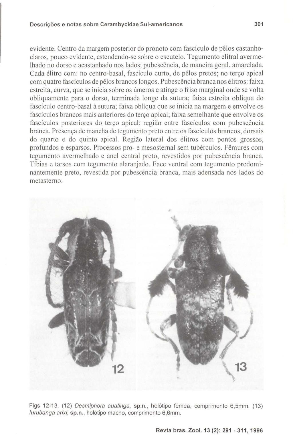 Descrições e notas sobre Cerambycidae Sul-americanos 301 evidente. Centro da margem posterior do pronoto com fascícul o de pêlos castanhoclaros, pouco evidente, estendendo-se sobre o escutelo.