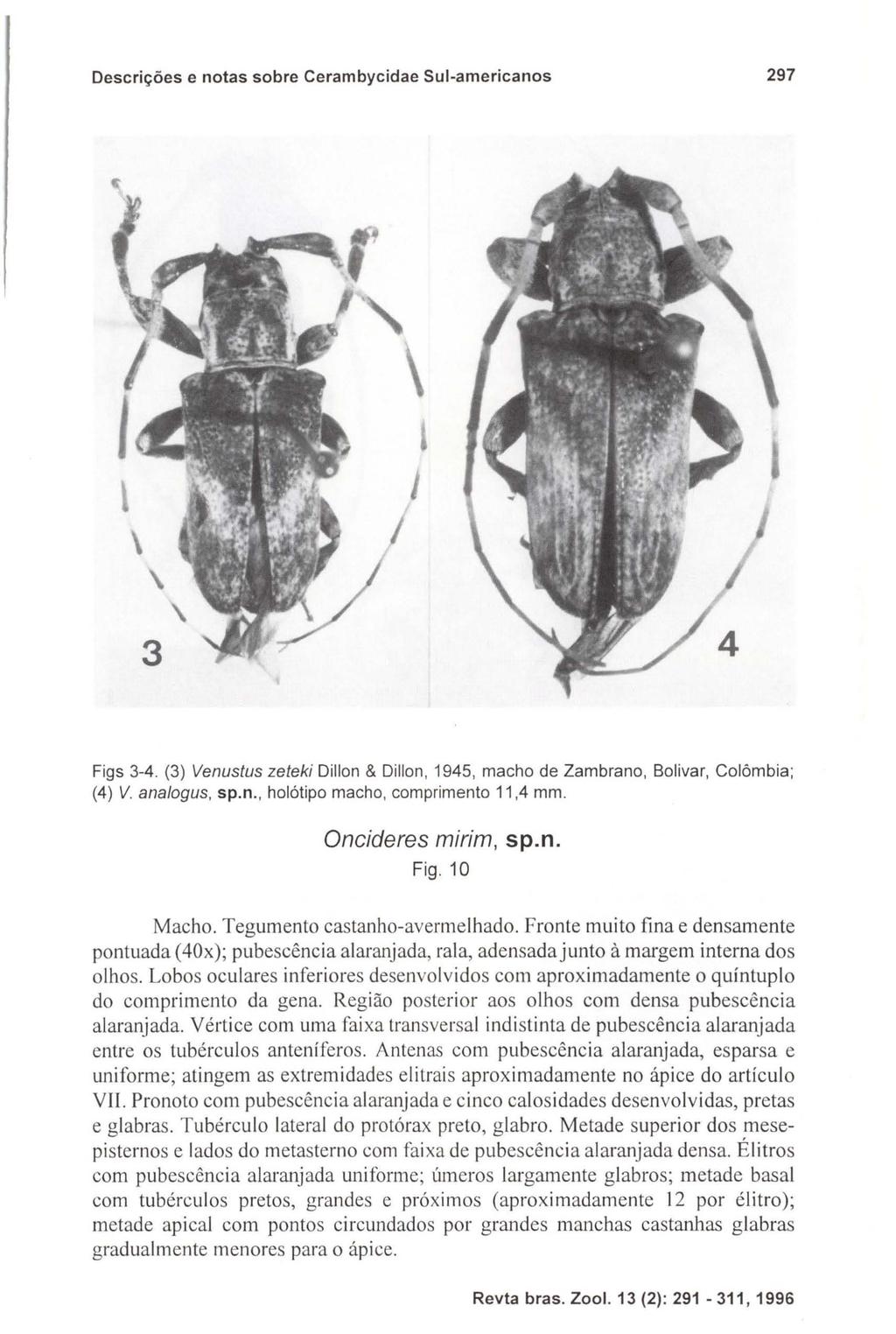 Descrições e notas sobre Cerambycidae Sul-americanos 297 \ \ Figs 3-4. (3) Venustus zeteki Dillon & Dillon, 1945, macho de Zambrano, Bolivar, Colômbia; (4) V. analogus, sp.n., holótipo macho, comprimento 11,4 mm.