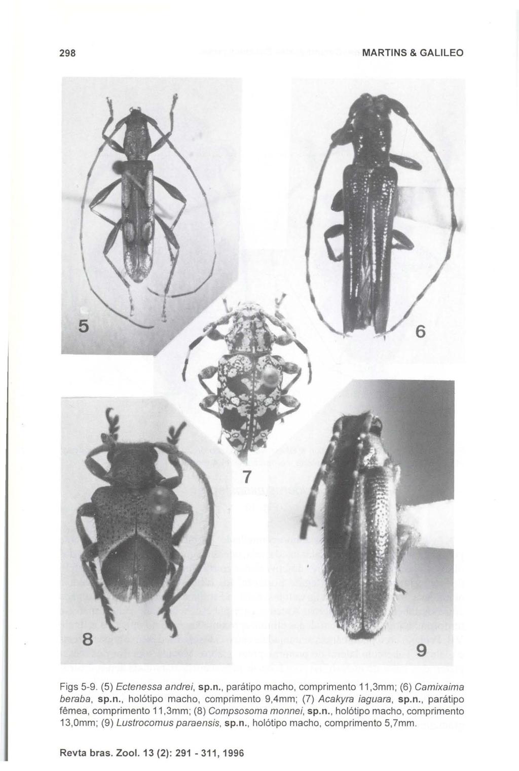 298 MARTINS & GALlLEO 9 Figs 5-9. (5) Eclenessa andrei, sp.n., parátipo macho, comprimento 11,3mm; (6) Camixaima beraba, sp.n., holótipo macho, comprimento 9,4mm; (7) Acakyra iaguara, sp.