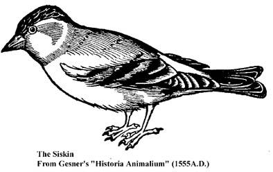 Os primeiros registos sobre o canário ancestral ou silvestre datam de 1555, na obra de Gesner Historia Animalium,, em que são descritas as características dos primeiros