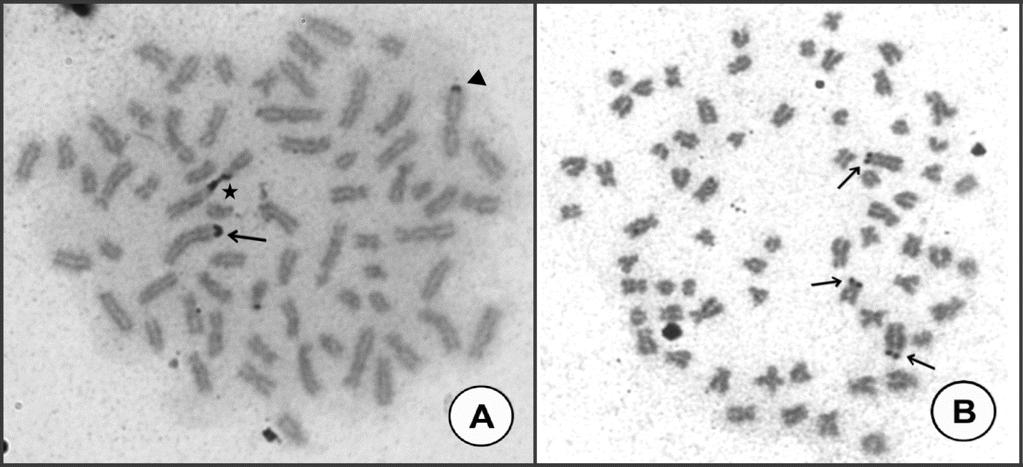 Regiões GC-ricas foram detectadas em apenas um dos cromossomos subtelocêntricos do par 15 pela técnica de CMA 3 (Figuras 6 e 7), que por sua vez foi sobreposto por Ag-RONs.