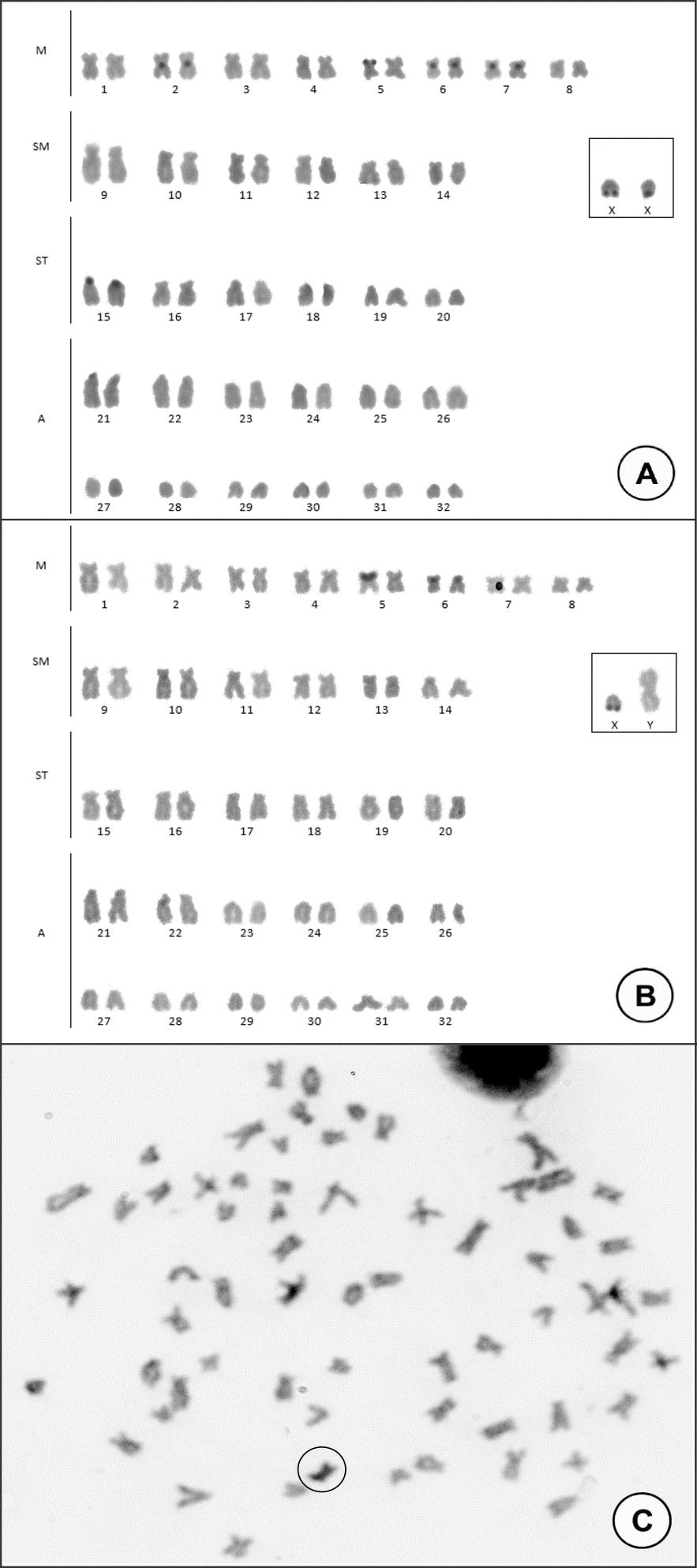 Figura 5. Distribuição da heterocromatina constitutiva em fêmeas (A) e machos (B).