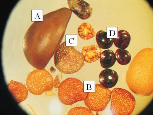 Separação e Identificação de Sementes de Plantas Não 15 Fotografia: Lívia Wagner Paes, Caroline de O. Damasceno, Maurílio F.
